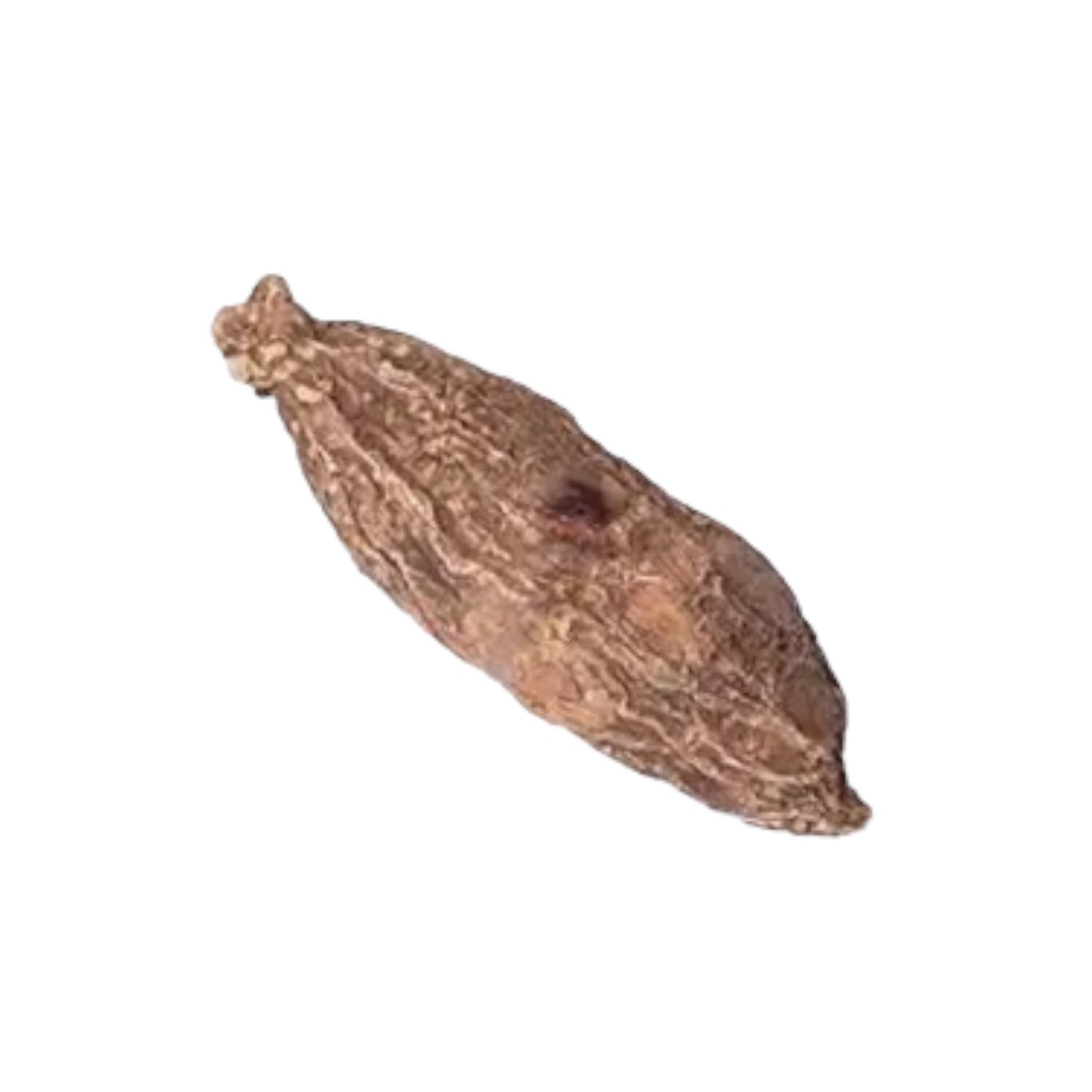 High John Root (1pc)