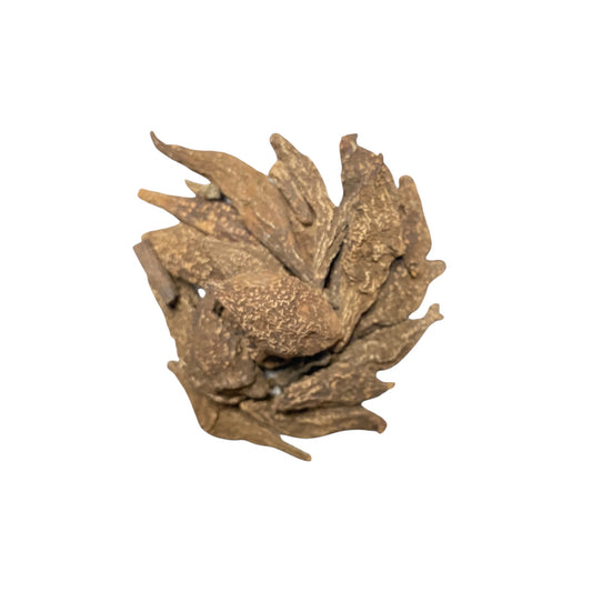 High John Root (1pc)