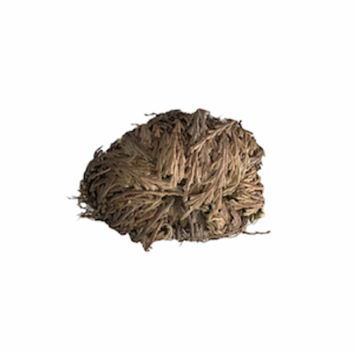 Rose of Jericho Plant